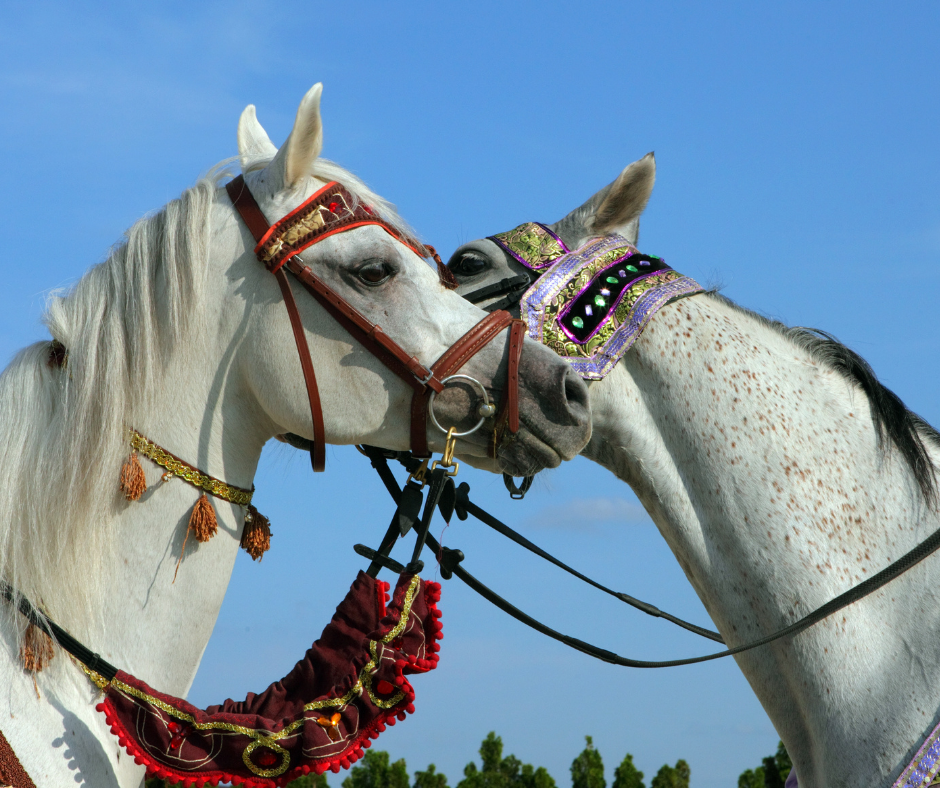 Scottsdale All Arabian Horse Show 2022 | Fun Scottsdale Events FEB 17-20 2022