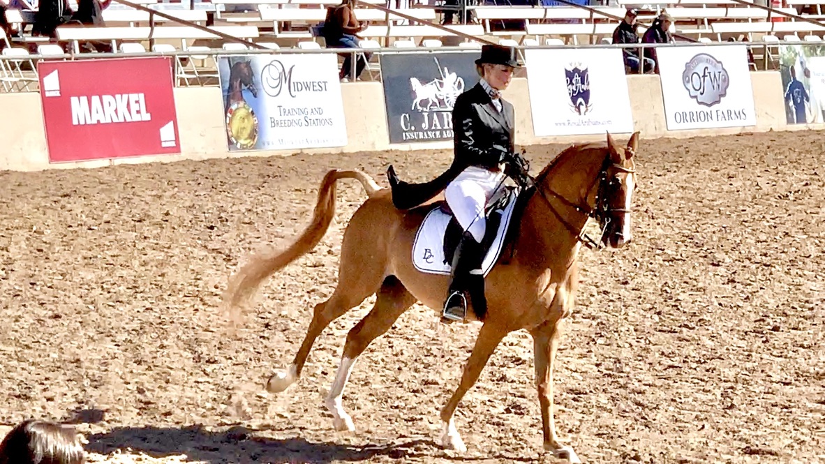 Fun Scottsdale Events February 16-19, 2023: Arabian Horse Show